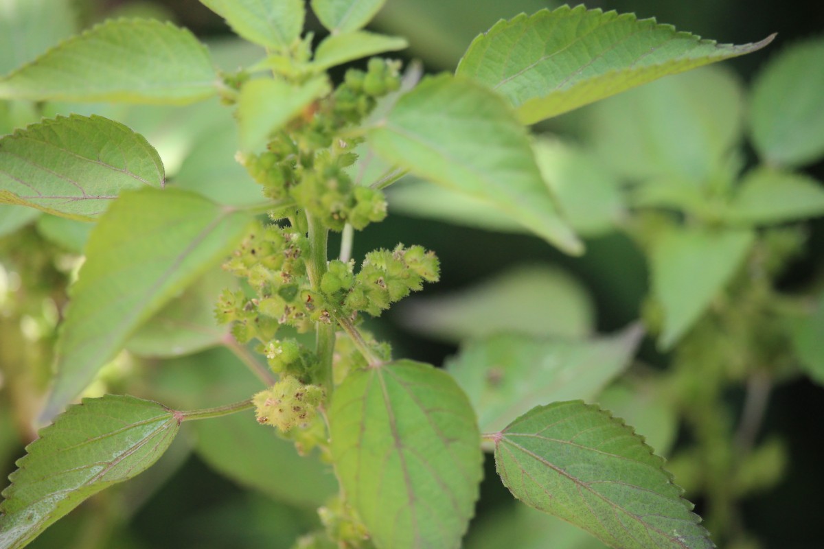 Acalypha ciliata Forssk.